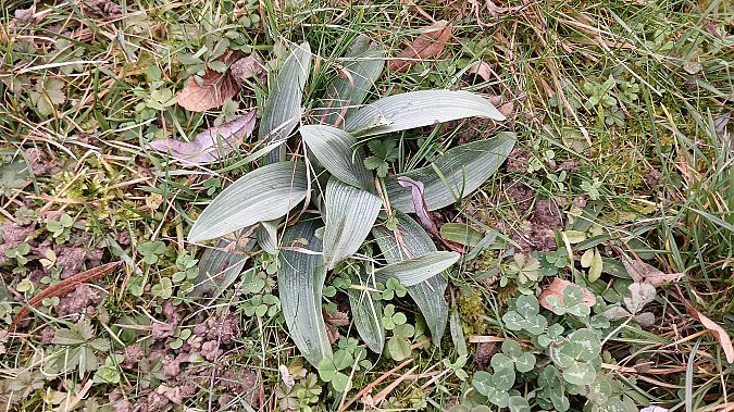 Ophrys apifera  - José Miguel Martins Da Silva