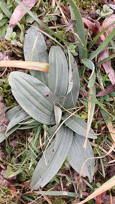 Ophrys apifera  - José Miguel Martins Da Silva