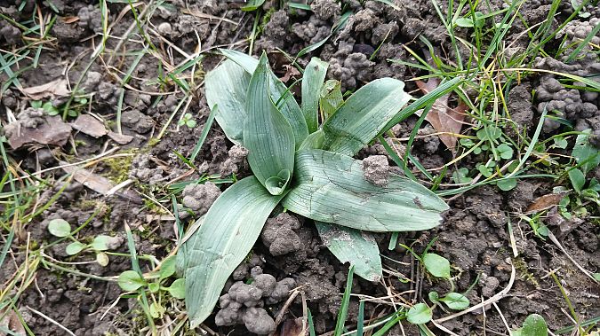 Ophrys apifera  - José Miguel Martins Da Silva