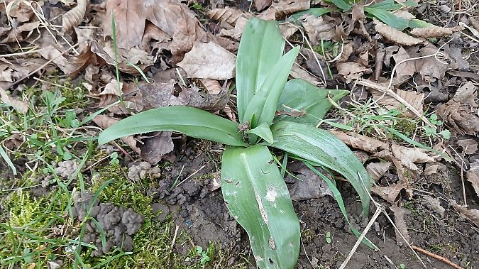 Himantoglossum hircinum  - José Miguel Martins Da Silva