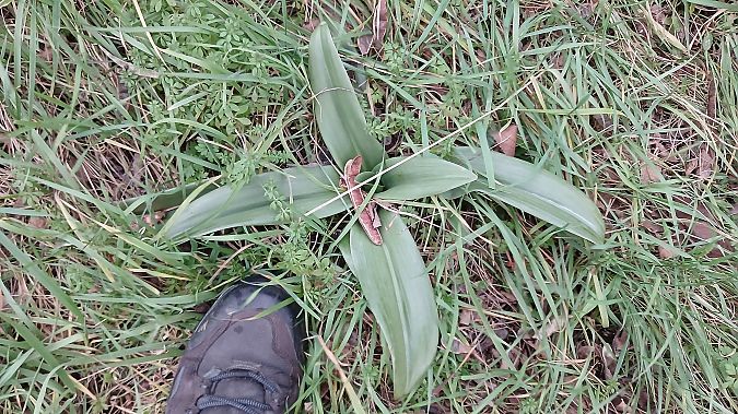 Himantoglossum hircinum  - José Miguel Martins Da Silva