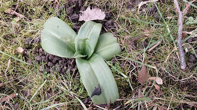 Himantoglossum hircinum  - José Miguel Martins Da Silva