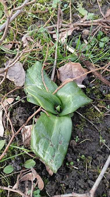 Himantoglossum hircinum  - José Miguel Martins Da Silva