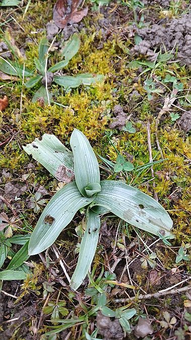 Ophrys apifera  - José Miguel Martins Da Silva