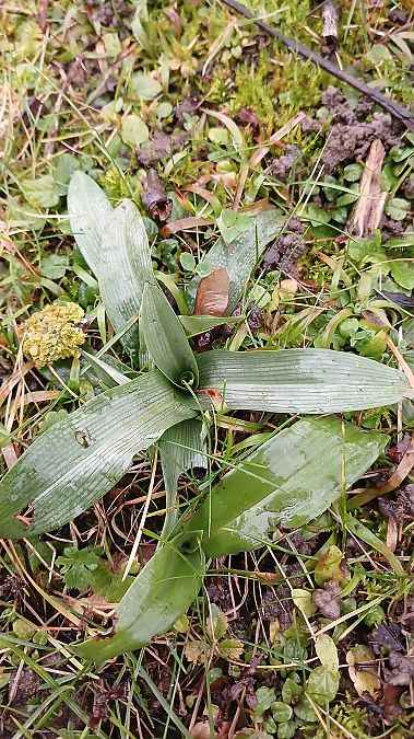 Ophrys apifera  - José Miguel Martins Da Silva