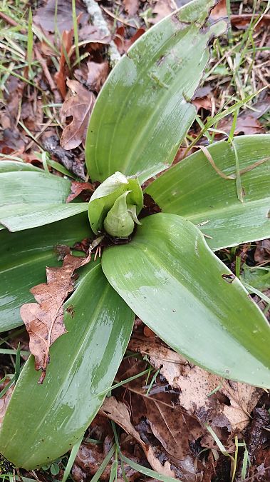 Himantoglossum robertianum  - José Miguel Martins Da Silva