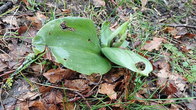 Himantoglossum robertianum  - José Miguel Martins Da Silva