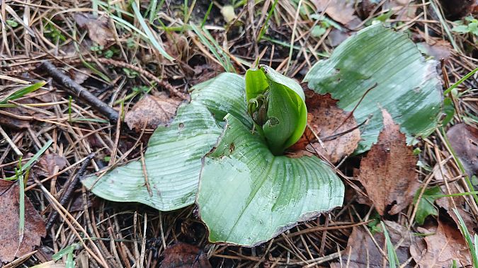 Himantoglossum robertianum  - José Miguel Martins Da Silva