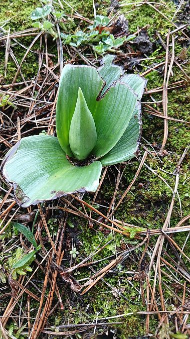 Himantoglossum robertianum  - José Miguel Martins Da Silva