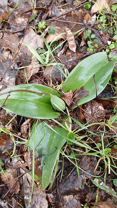 Himantoglossum robertianum  - José Miguel Martins Da Silva