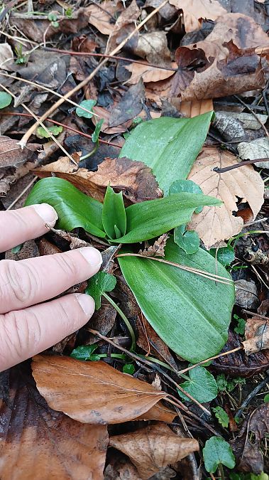 Himantoglossum hircinum  - José Miguel Martins Da Silva