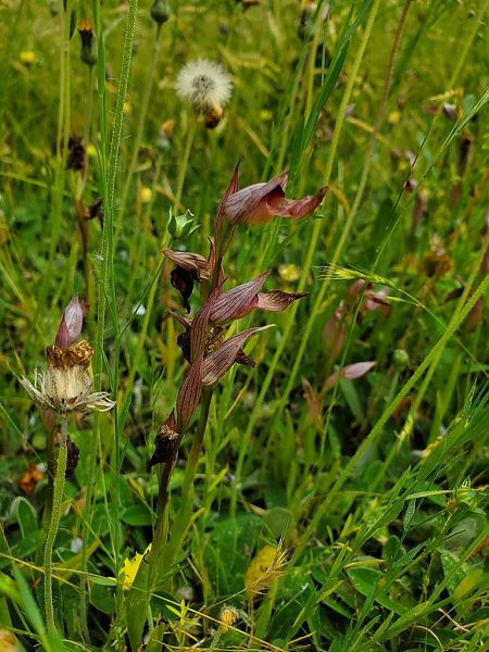 Serapias lingua  - Prévost Kilian