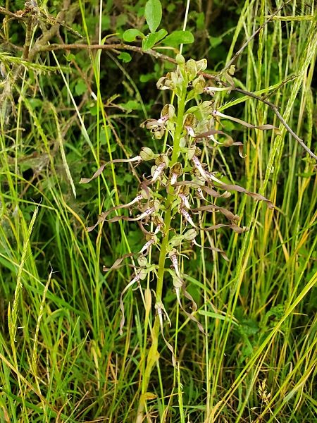 Himantoglossum hircinum  - Prévost Kilian