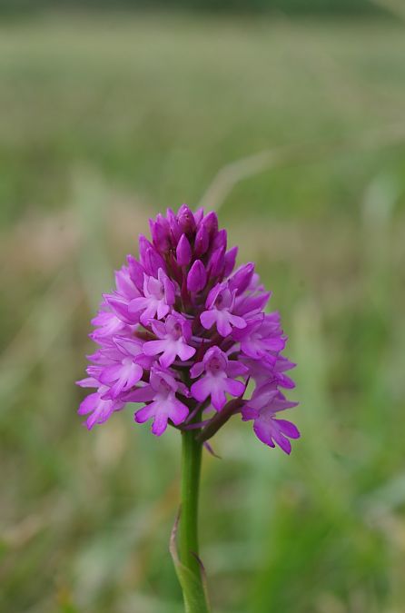 Anacamptis pyramidalis  - Prévost Kilian