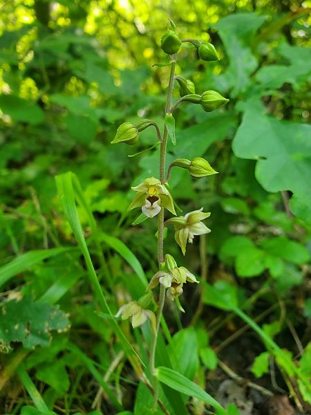 Epipactis helleborine  - Prévost Kilian