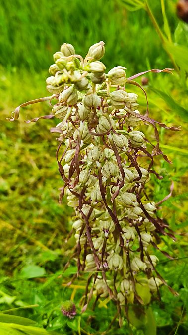 Himantoglossum hircinum var. platyglossa  - Katia Mailliot