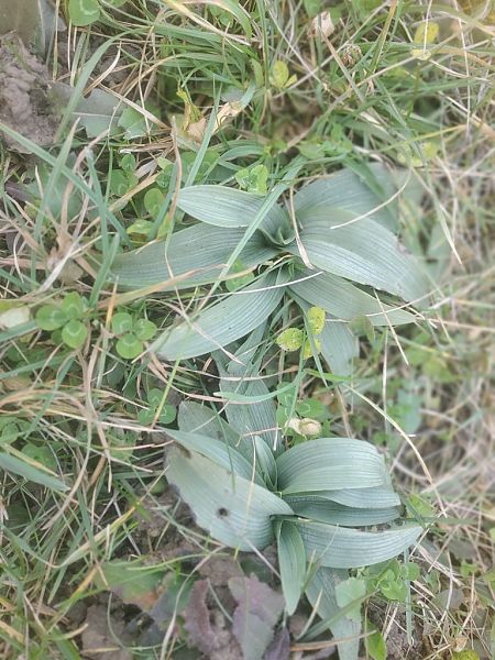 Ophrys occidentalis  - Jean Claude Bouveron