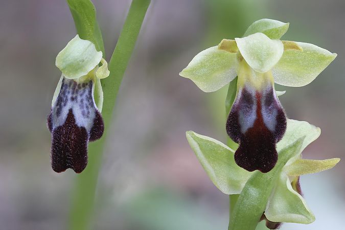 Ophrys forestieri  - Frank Dhermain