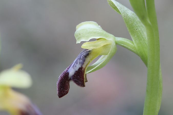 Ophrys forestieri  - Frank Dhermain
