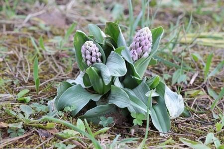 Neotinea lactea  - Albert Galzin