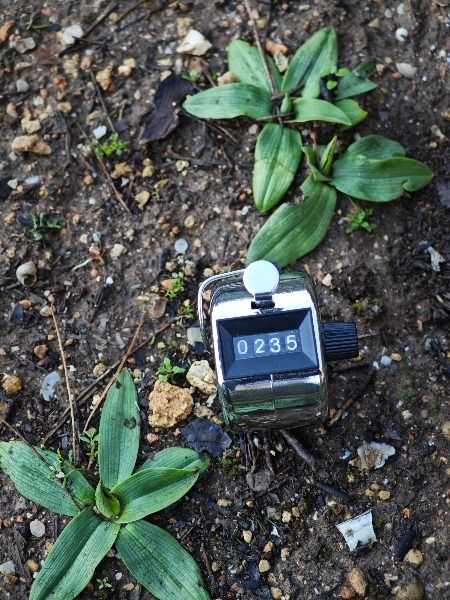 Ophrys exaltata subsp. marzuola  - Alain Bultez