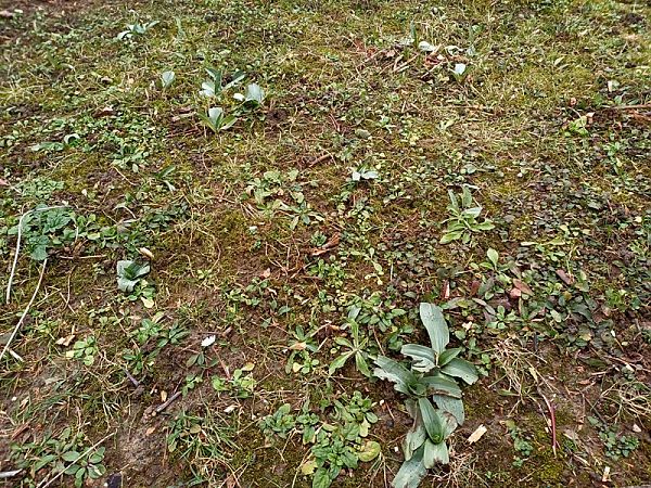 Ophrys apifera  - Annick Larbouillat