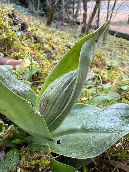 Himantoglossum robertianum  - Ghislain Constans