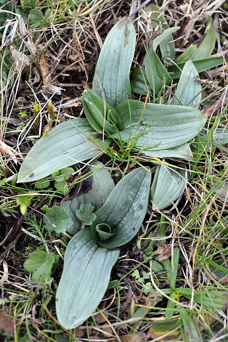 Ophrys funerea  - Ghislain Constans