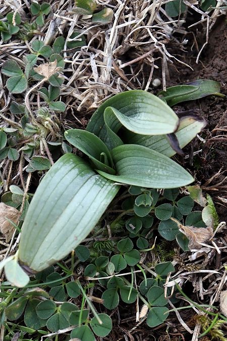 Ophrys funerea  - Ghislain Constans