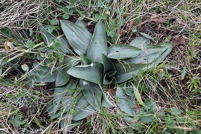 Spiranthes spiralis  - Ghislain Constans