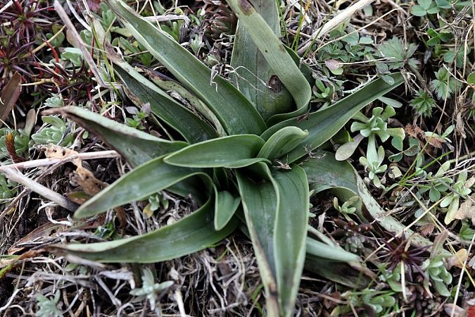 Anacamptis morio  - Ghislain Constans