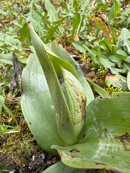 Himantoglossum robertianum  - Ghislain Constans