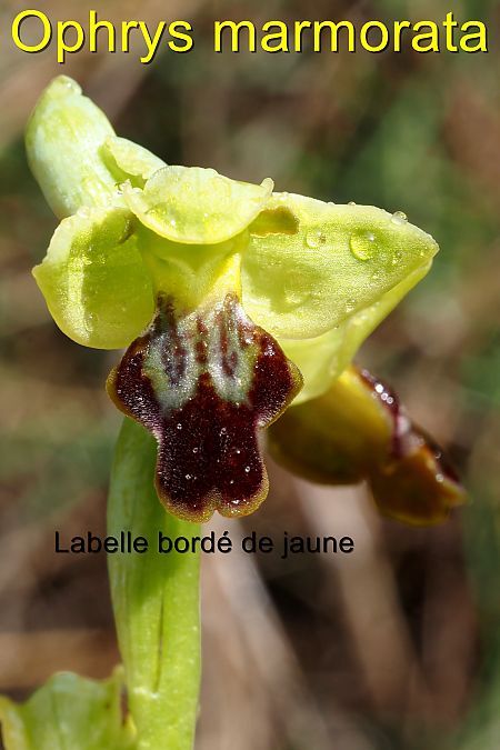 Ophrys marmorata  - Jany Husson