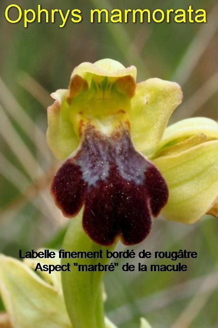 Ophrys marmorata  - Jany Husson