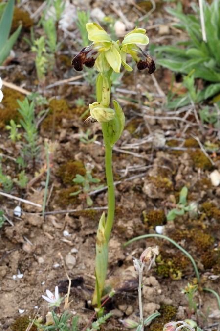 Ophrys arnoldii  - Jany Husson