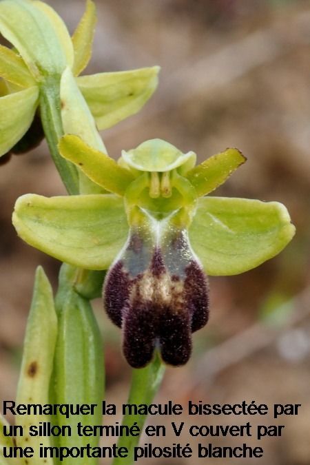 Ophrys arnoldii  - Jany Husson