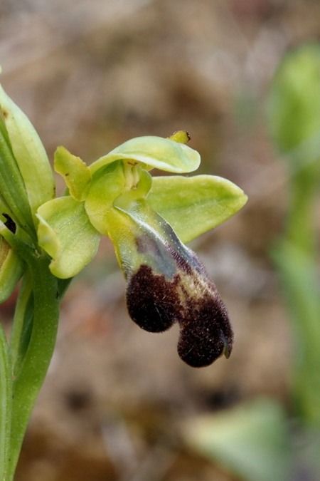 Ophrys arnoldii  - Jany Husson