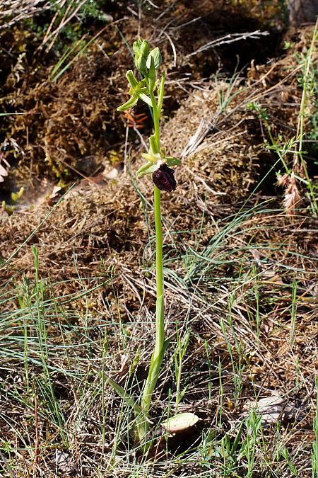 Ophrys ligustica  - Jany Husson