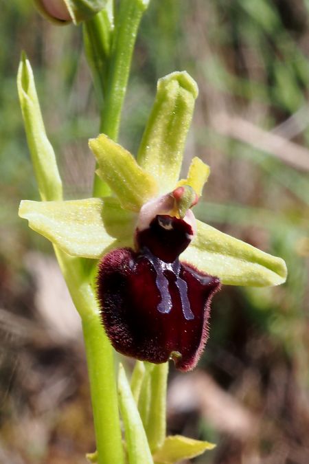 Ophrys ligustica  - Jany Husson