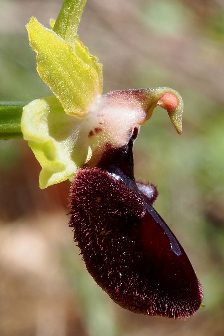 Ophrys ligustica  - Jany Husson