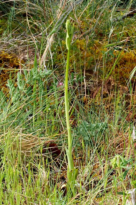 Ophrys ligustica  - Jany Husson