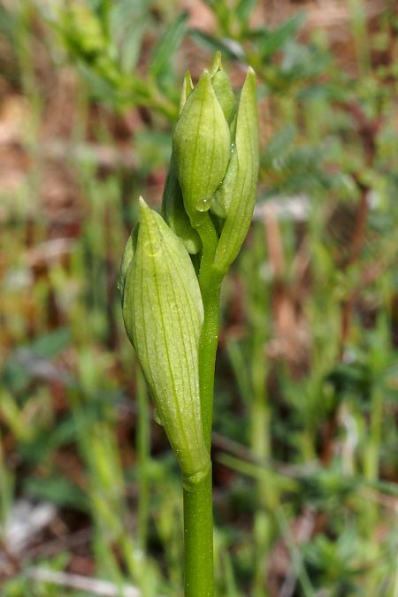 Ophrys ligustica  - Jany Husson