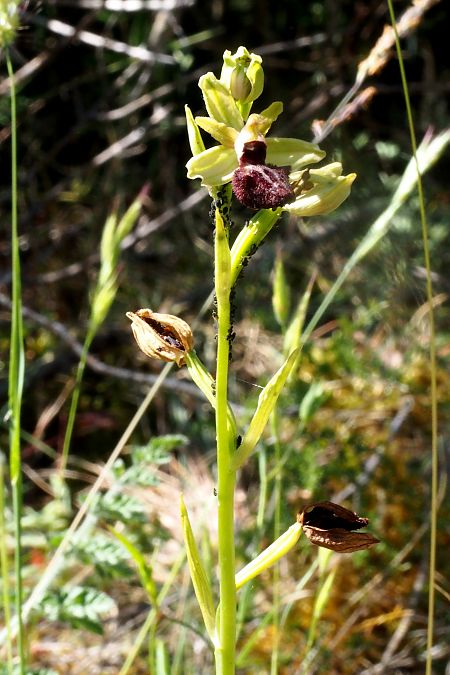 Ophrys ligustica  - Jany Husson