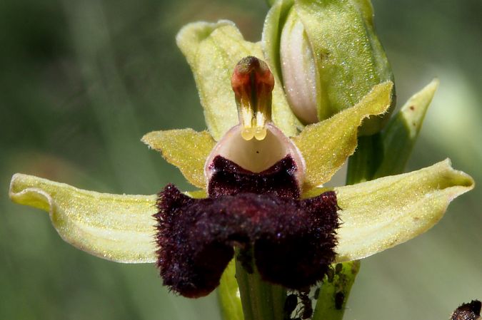 Ophrys ligustica  - Jany Husson