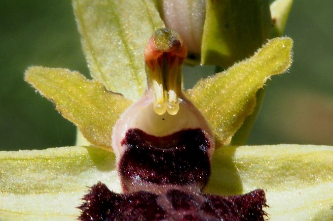 Ophrys ligustica  - Jany Husson