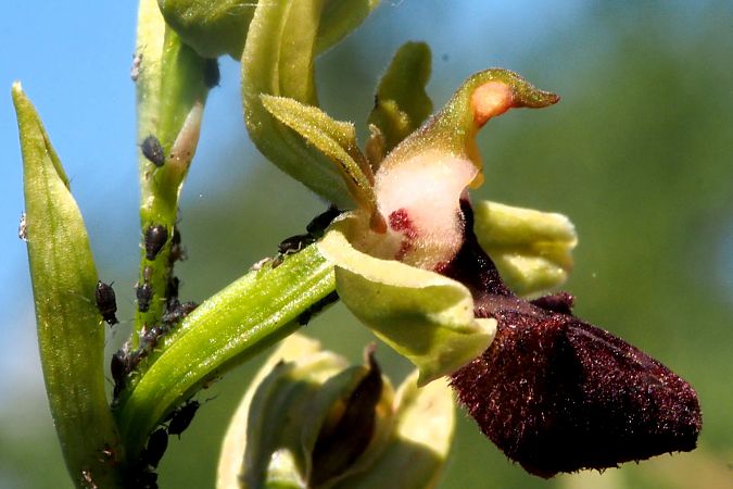 Ophrys ligustica  - Jany Husson