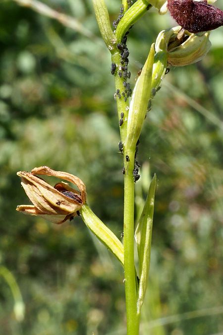 Ophrys ligustica  - Jany Husson