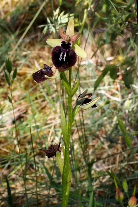 Ophrys ligustica  - Jany Husson