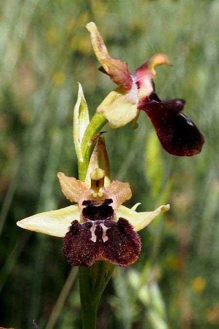 Ophrys ligustica  - Jany Husson