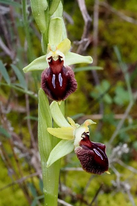 Ophrys sphegodes subsp. massiliensis  - Jany Husson